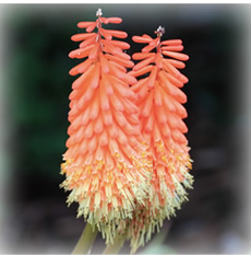 �t�@�j�[ �r�[ �p��